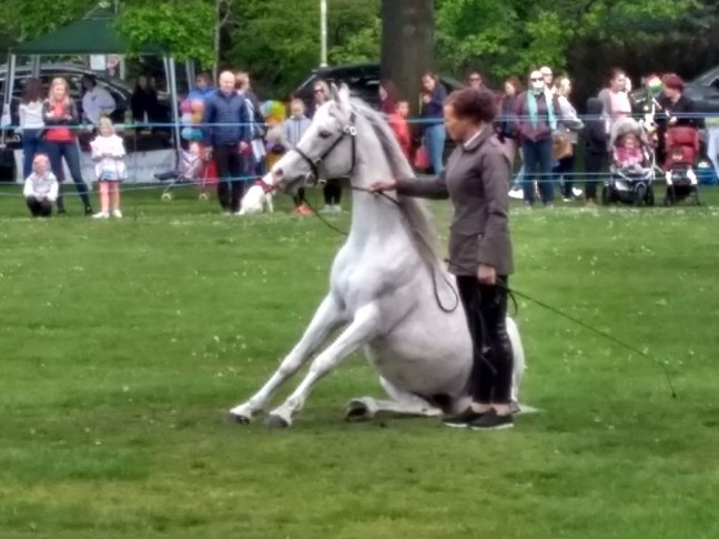 59375483_2174676572570298_5797837401535545344_n